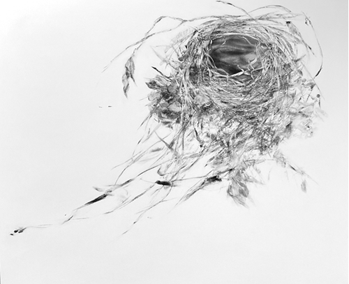 Marney-Rose Edge charcoal drawing on wood